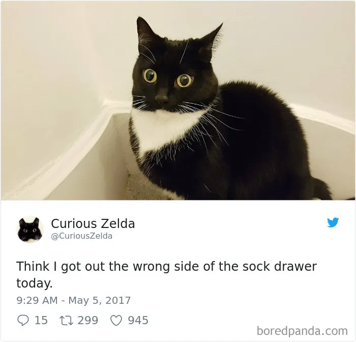 73 Funny Tweets By Curious Zelda That Will Instantly Make Your Day