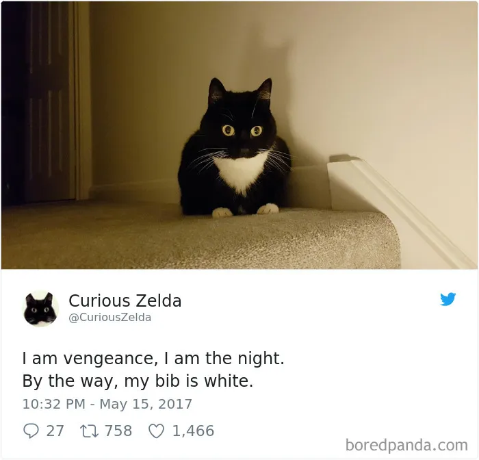 73 Funny Tweets By Curious Zelda That Will Instantly Make Your Day