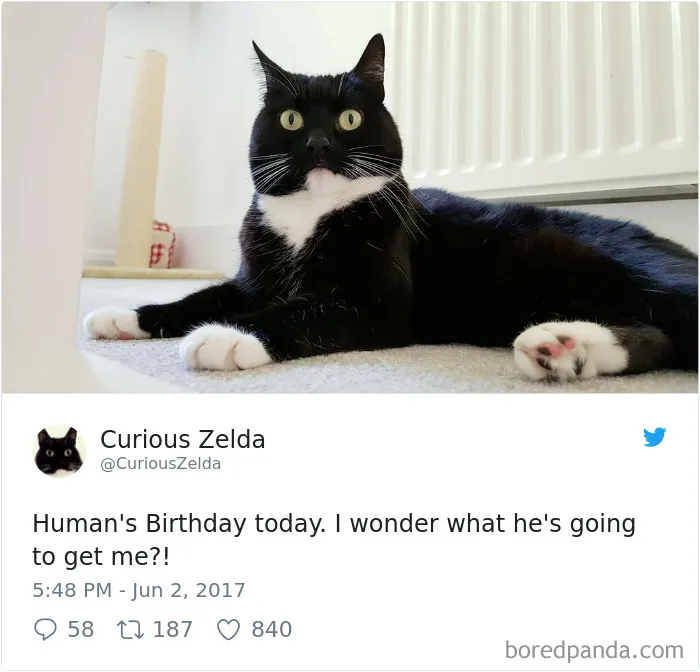 73 Funny Tweets By Curious Zelda That Will Instantly Make Your Day