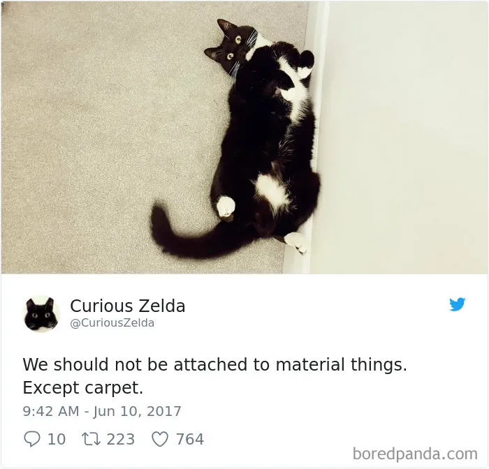 73 Funny Tweets By Curious Zelda That Will Instantly Make Your Day