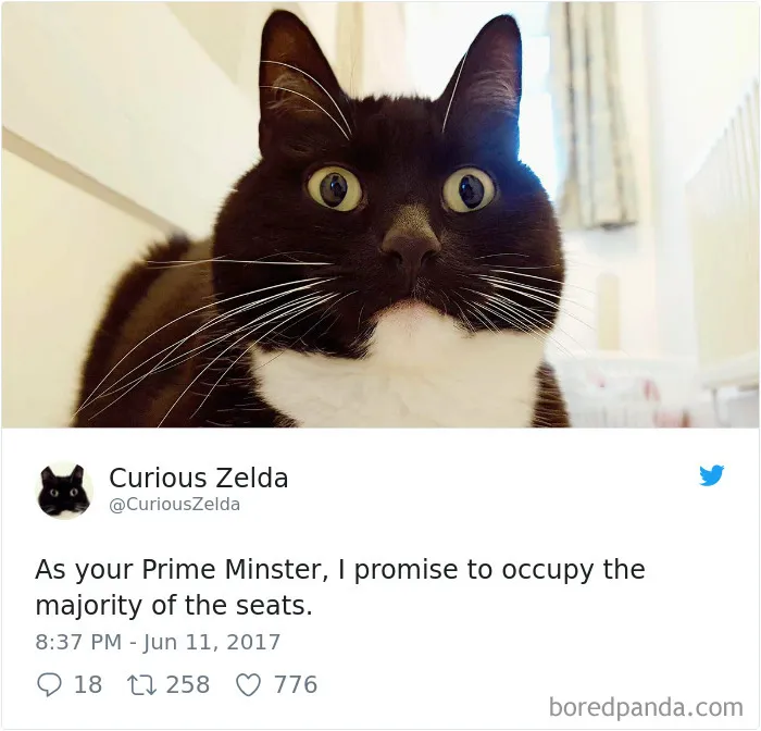73 Funny Tweets By Curious Zelda That Will Instantly Make Your Day