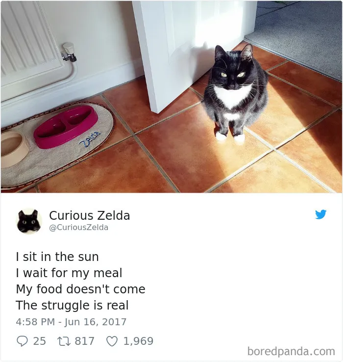 73 Funny Tweets By Curious Zelda That Will Instantly Make Your Day