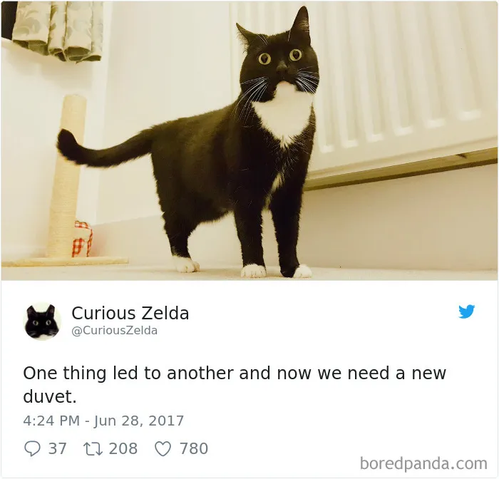 73 Funny Tweets By Curious Zelda That Will Instantly Make Your Day