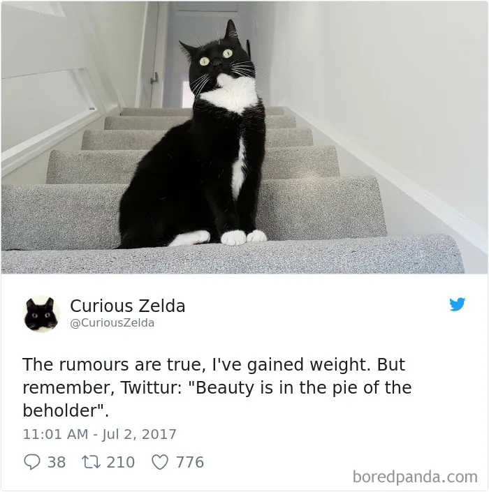 73 Funny Tweets By Curious Zelda That Will Instantly Make Your Day
