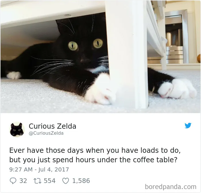 73 Funny Tweets By Curious Zelda That Will Instantly Make Your Day