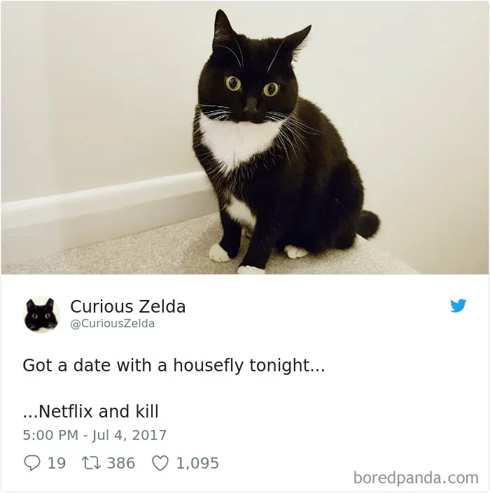 73 Funny Tweets By Curious Zelda That Will Instantly Make Your Day