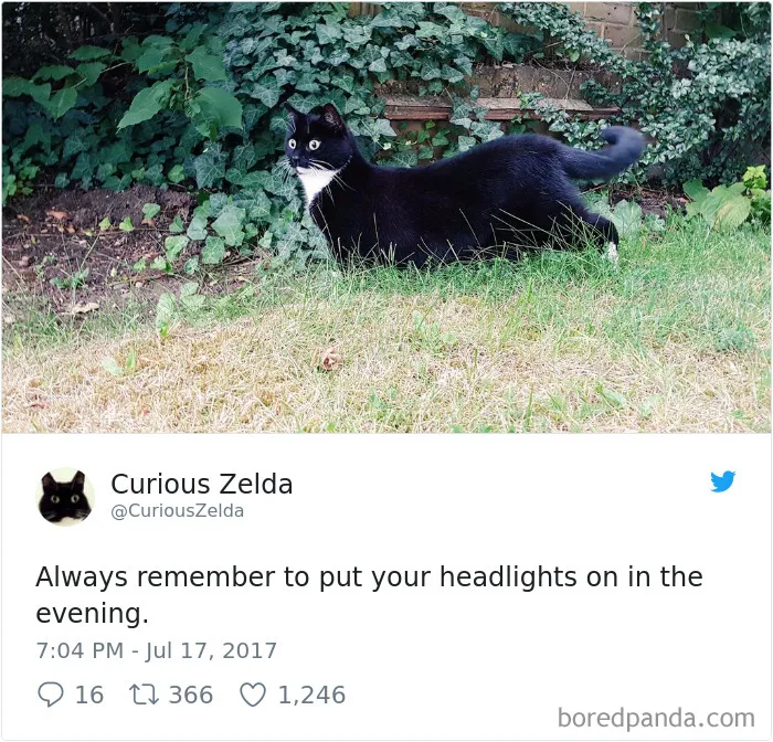 73 Funny Tweets By Curious Zelda That Will Instantly Make Your Day