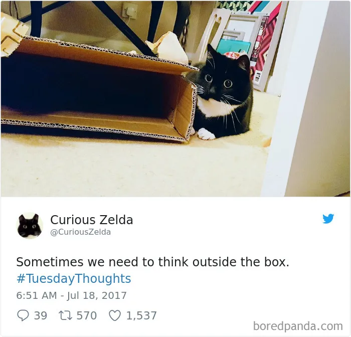 73 Funny Tweets By Curious Zelda That Will Instantly Make Your Day