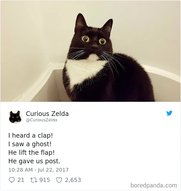 73 Funny Tweets By Curious Zelda That Will Instantly Make Your Day