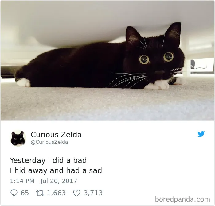 73 Funny Tweets By Curious Zelda That Will Instantly Make Your Day