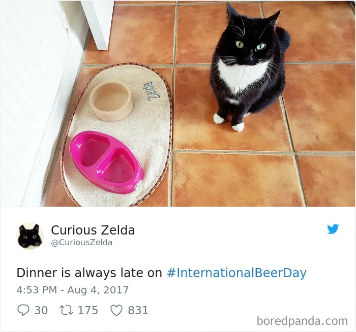 73 Funny Tweets By Curious Zelda That Will Instantly Make Your Day