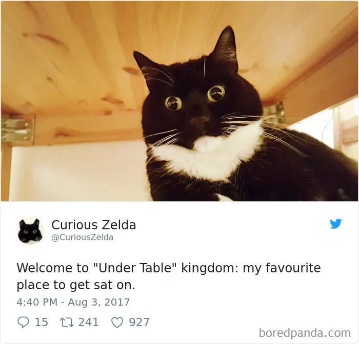 73 Funny Tweets By Curious Zelda That Will Instantly Make Your Day