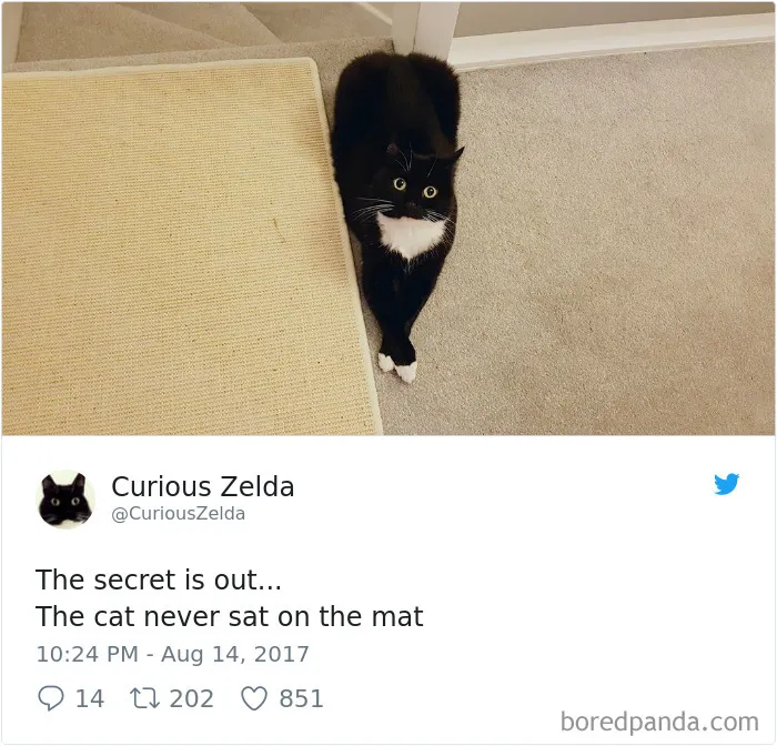 73 Funny Tweets By Curious Zelda That Will Instantly Make Your Day