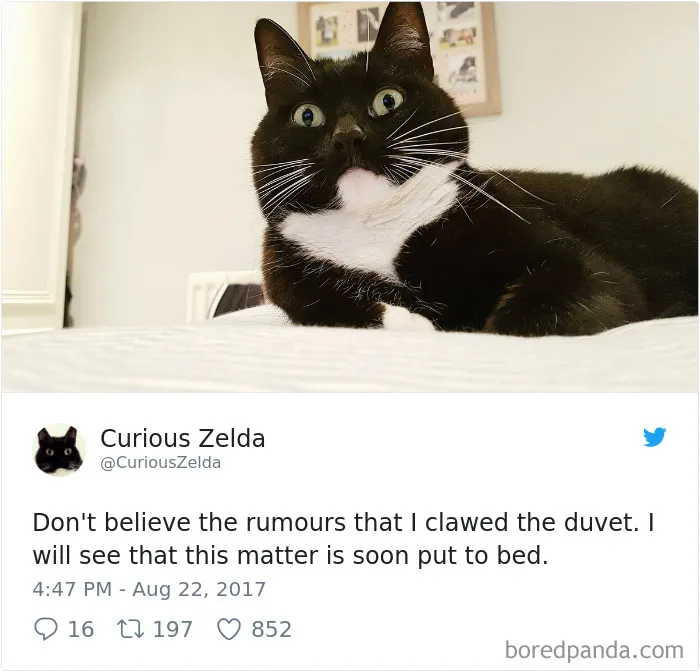 73 Funny Tweets By Curious Zelda That Will Instantly Make Your Day