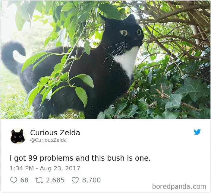 73 Funny Tweets By Curious Zelda That Will Instantly Make Your Day