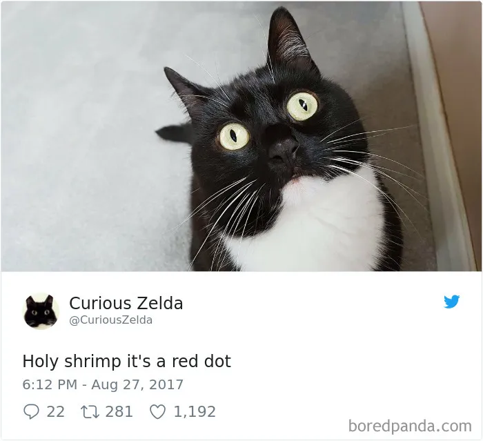 73 Funny Tweets By Curious Zelda That Will Instantly Make Your Day
