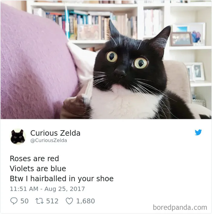 73 Funny Tweets By Curious Zelda That Will Instantly Make Your Day