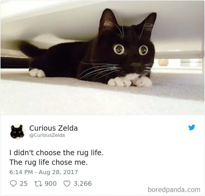73 Funny Tweets By Curious Zelda That Will Instantly Make Your Day