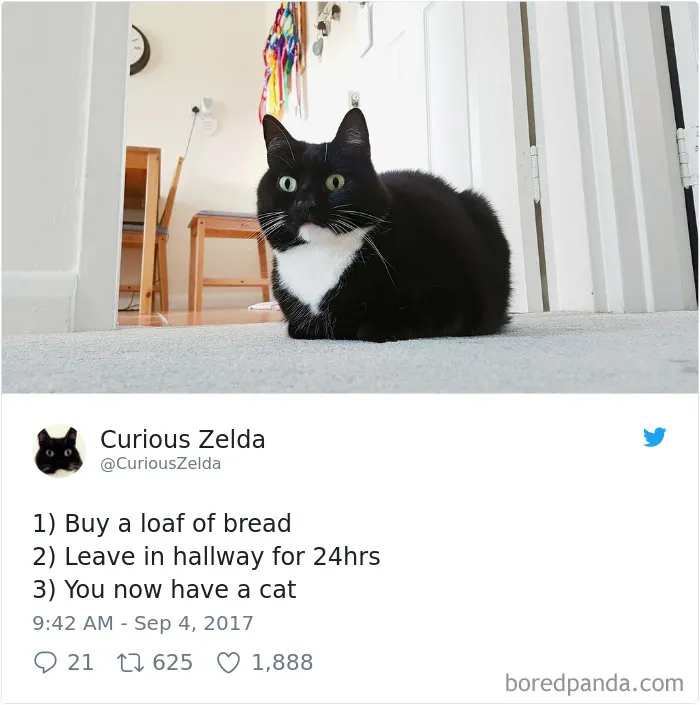 73 Funny Tweets By Curious Zelda That Will Instantly Make Your Day