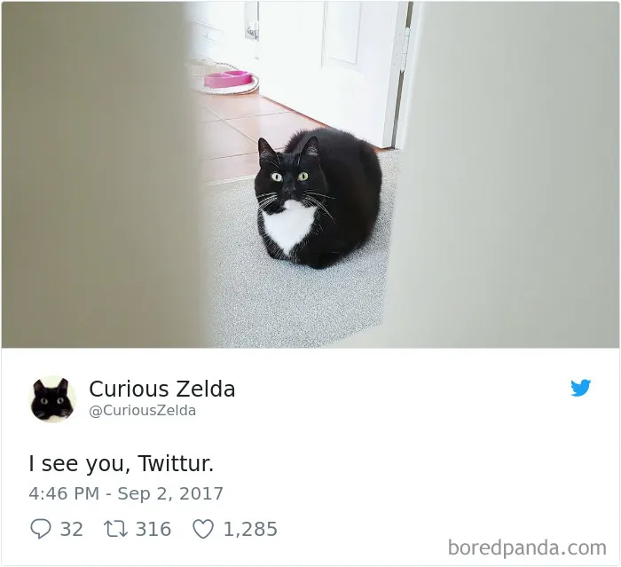 73 Funny Tweets By Curious Zelda That Will Instantly Make Your Day