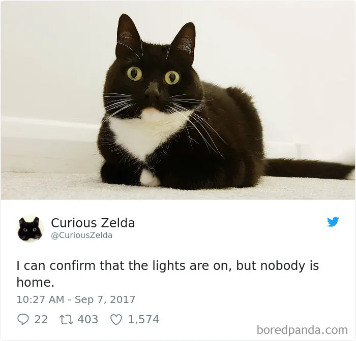 73 Funny Tweets By Curious Zelda That Will Instantly Make Your Day
