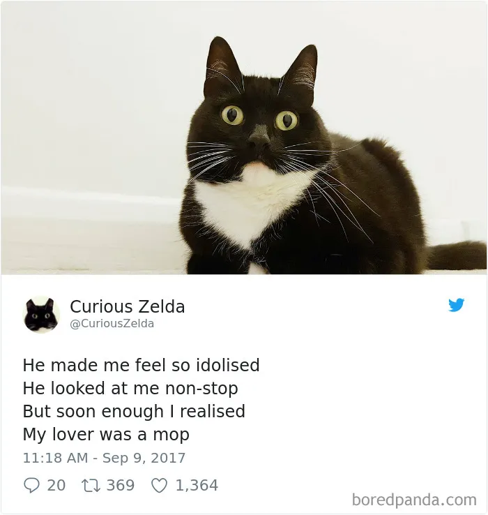73 Funny Tweets By Curious Zelda That Will Instantly Make Your Day