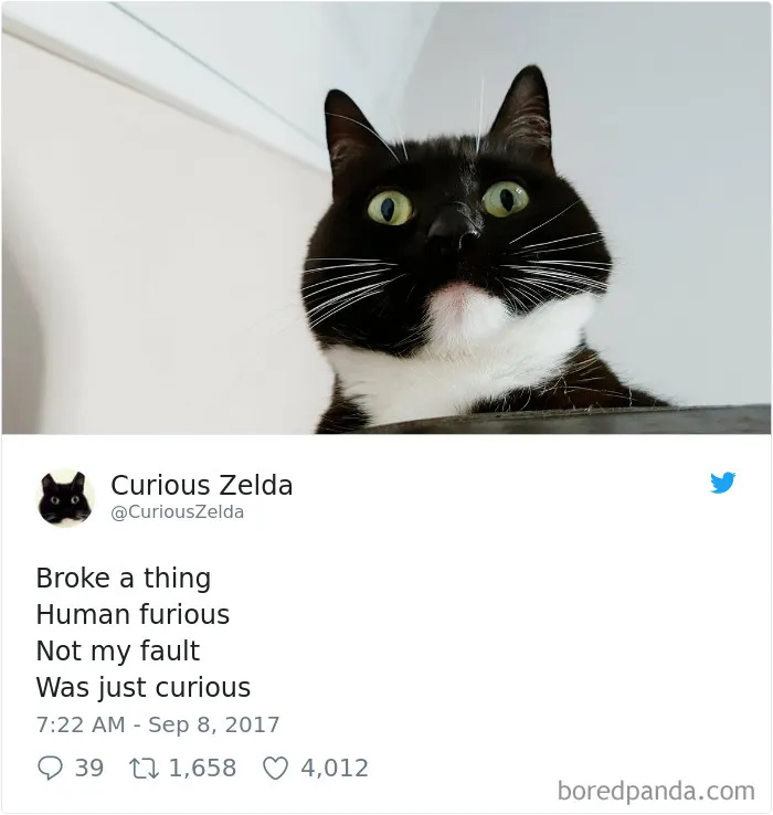 73 Funny Tweets By Curious Zelda That Will Instantly Make Your Day