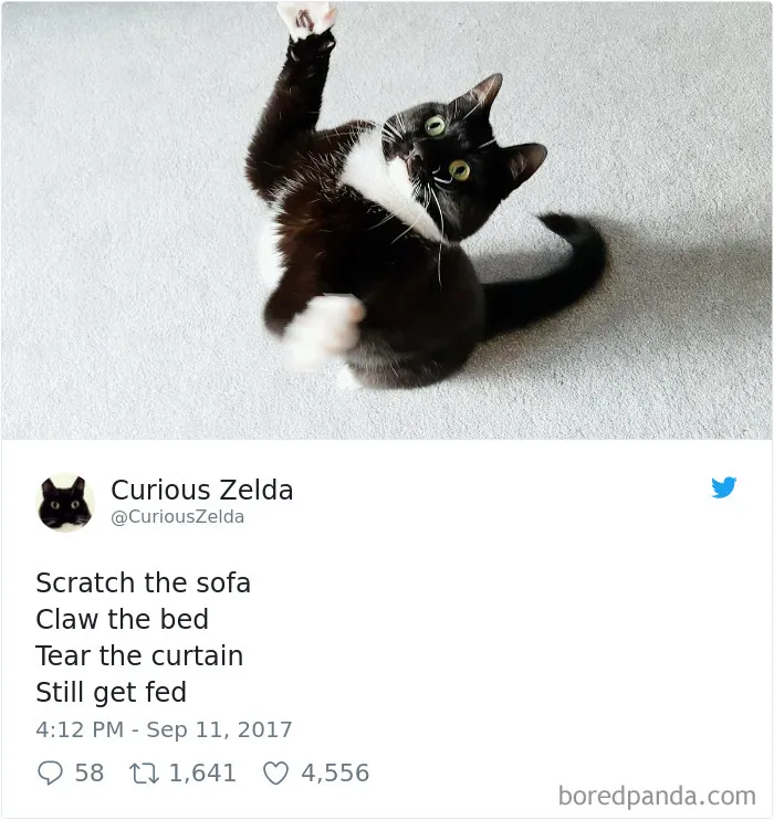 73 Funny Tweets By Curious Zelda That Will Instantly Make Your Day