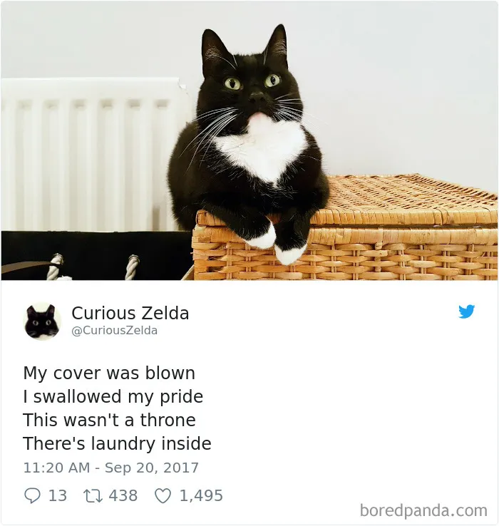 73 Funny Tweets By Curious Zelda That Will Instantly Make Your Day