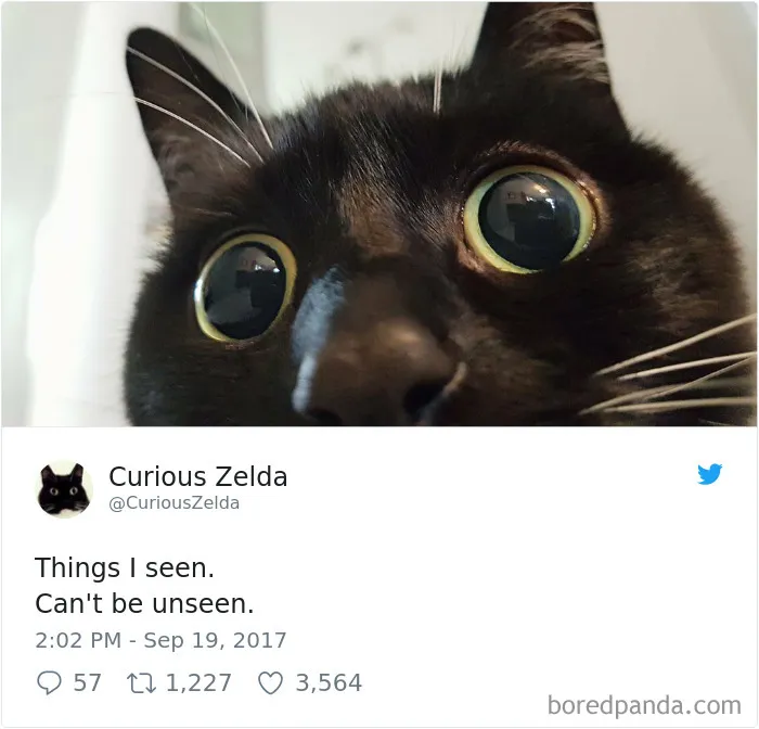 73 Funny Tweets By Curious Zelda That Will Instantly Make Your Day