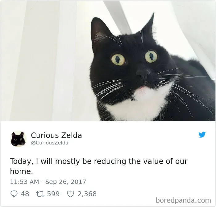 73 Funny Tweets By Curious Zelda That Will Instantly Make Your Day