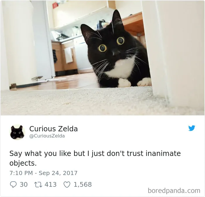73 Funny Tweets By Curious Zelda That Will Instantly Make Your Day