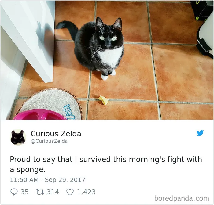 73 Funny Tweets By Curious Zelda That Will Instantly Make Your Day