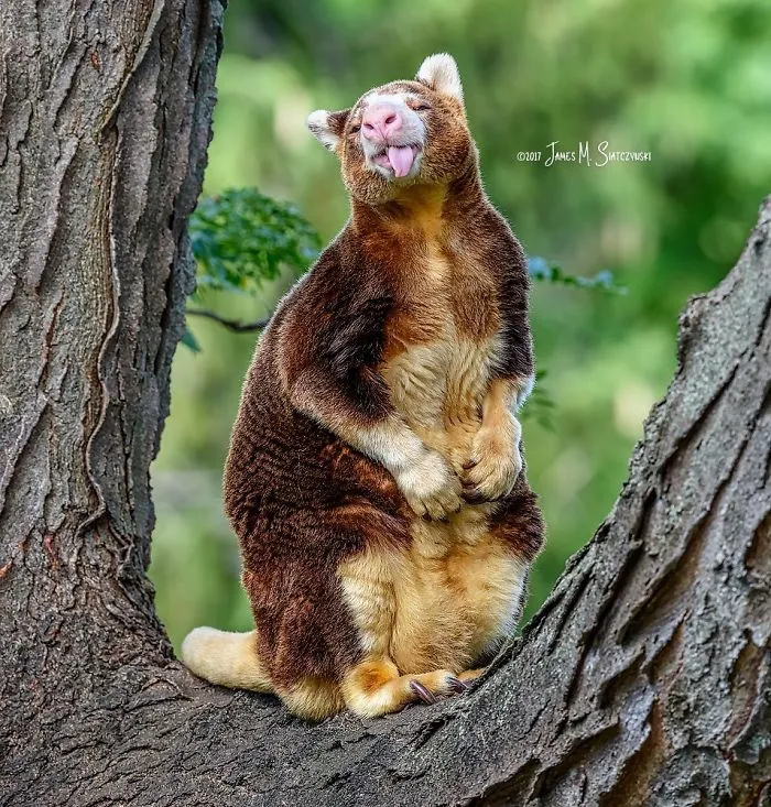 Turns Out Tree-Kangaroos Exist, And It's Impossible To Scroll Down This List Without Smiling