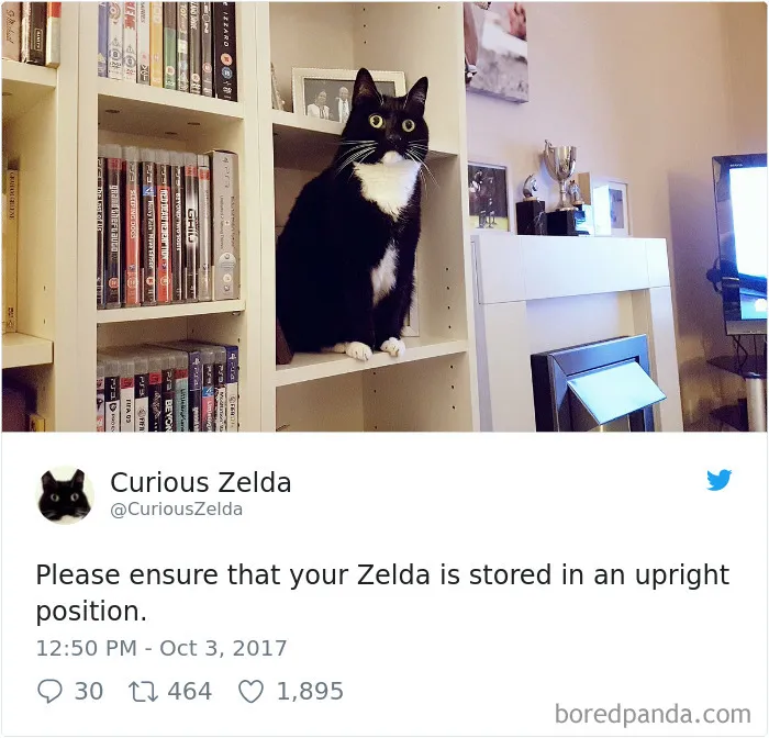 73 Funny Tweets By Curious Zelda That Will Instantly Make Your Day
