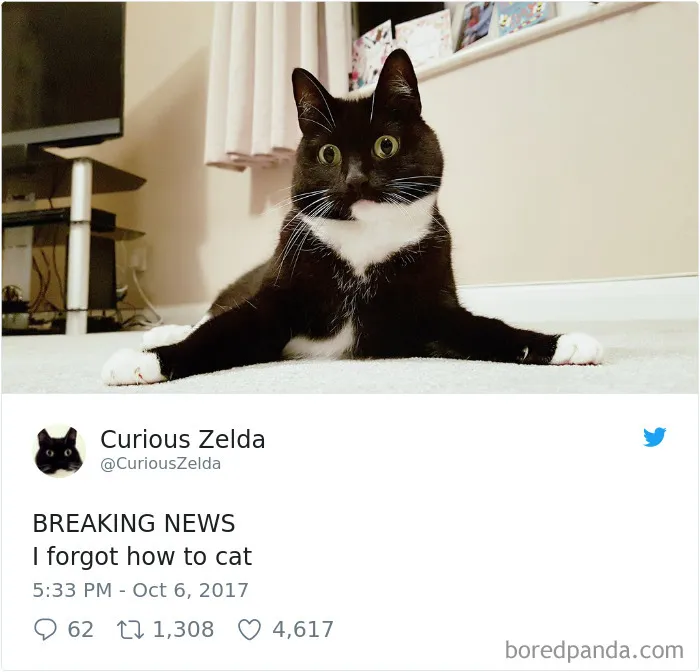 73 Funny Tweets By Curious Zelda That Will Instantly Make Your Day