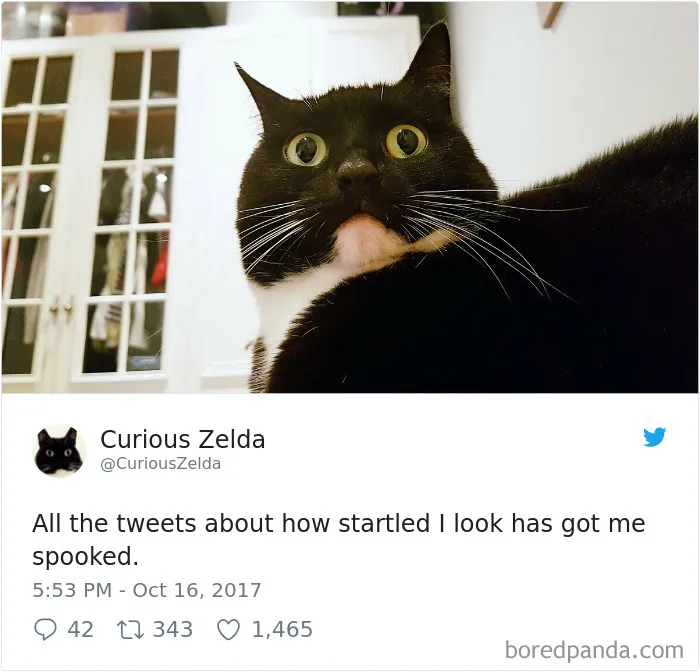 73 Funny Tweets By Curious Zelda That Will Instantly Make Your Day
