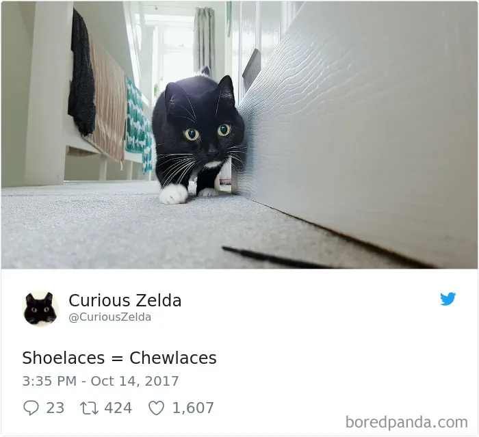 73 Funny Tweets By Curious Zelda That Will Instantly Make Your Day