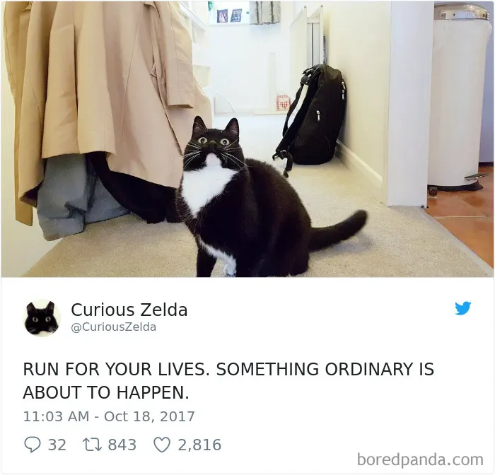 73 Funny Tweets By Curious Zelda That Will Instantly Make Your Day