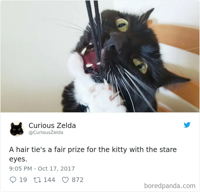 73 Funny Tweets By Curious Zelda That Will Instantly Make Your Day