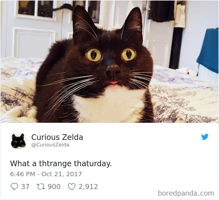73 Funny Tweets By Curious Zelda That Will Instantly Make Your Day
