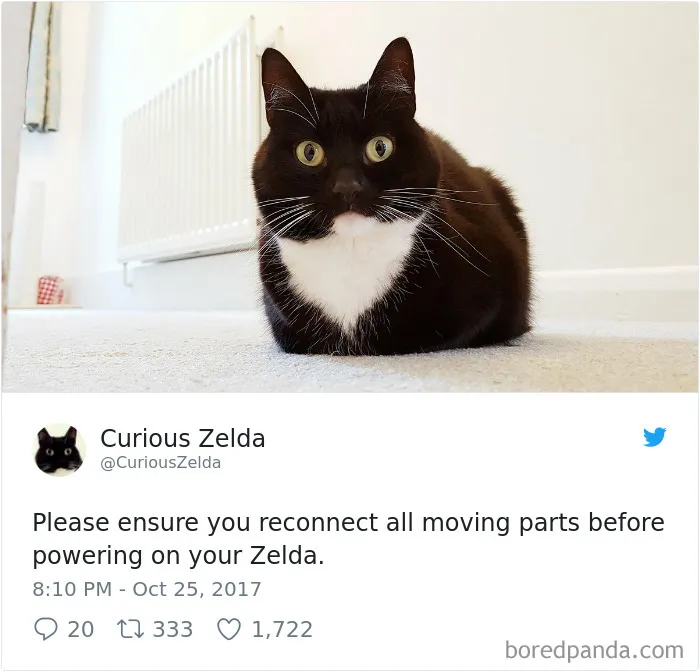 73 Funny Tweets By Curious Zelda That Will Instantly Make Your Day
