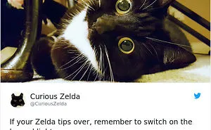 73 Funny Tweets By Curious Zelda That Will Instantly Make Your Day