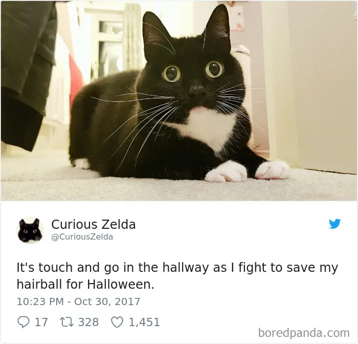 73 Funny Tweets By Curious Zelda That Will Instantly Make Your Day