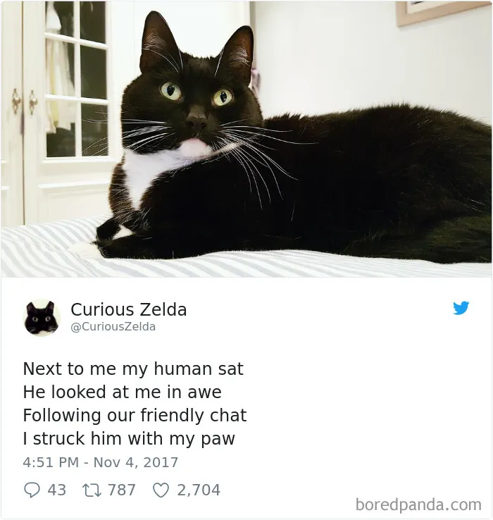 73 Funny Tweets By Curious Zelda That Will Instantly Make Your Day