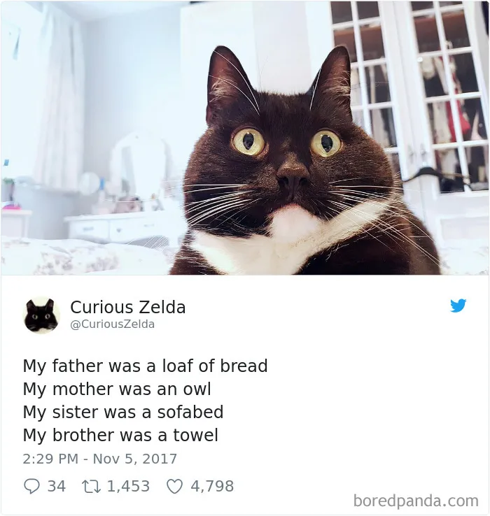 73 Funny Tweets By Curious Zelda That Will Instantly Make Your Day