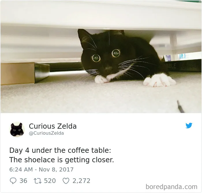 73 Funny Tweets By Curious Zelda That Will Instantly Make Your Day