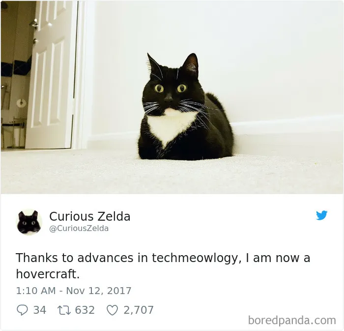 73 Funny Tweets By Curious Zelda That Will Instantly Make Your Day