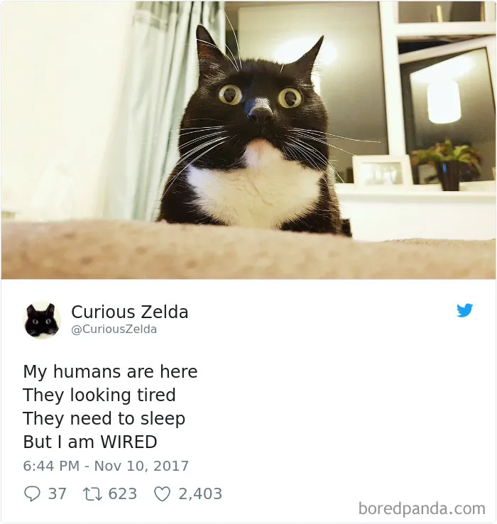 73 Funny Tweets By Curious Zelda That Will Instantly Make Your Day