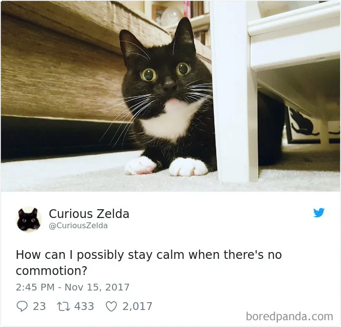 73 Funny Tweets By Curious Zelda That Will Instantly Make Your Day